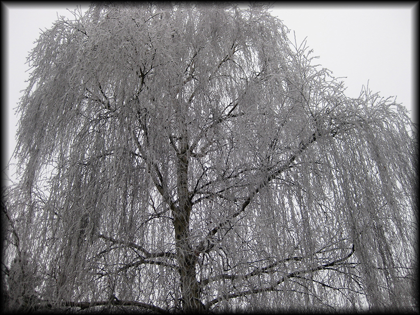 ice-weeping-willow-2