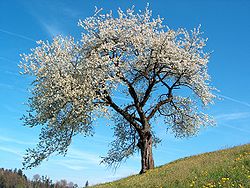 A tree with silver leaves